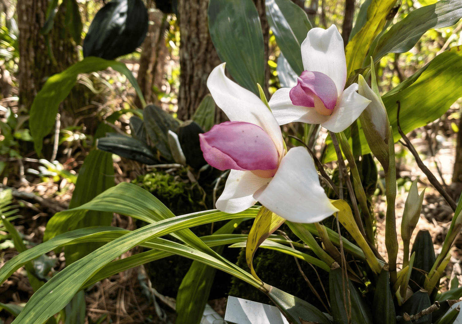 Orquideario privado en SOLAZ